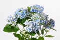 Beautiful blue hydrangea flowers Royalty Free Stock Photo