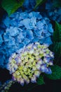 Beautiful blue hydrangea or hortensia flower close up. Artistic natural background. flower in bloom in spring Royalty Free Stock Photo