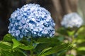 Beautiful blue hydrangea or hortensia flower close up, flower in bloom in spring. Natural background. Blooming Hydrangea Royalty Free Stock Photo