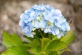 Beautiful blue hydrangea or hortensia flower close up, flower in bloom in spring. Natural background. Blooming Hydrangea Royalty Free Stock Photo