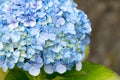 Beautiful blue hydrangea or hortensia flower close up, flower in bloom in spring. Natural background. Blooming Hydrangea Royalty Free Stock Photo