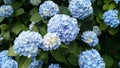 Beautiful blue hydrangea macrophylla Royalty Free Stock Photo