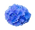 Beautiful Blue Hydrangea macrophylla Royal Pride flower close-up isolated on white background Royalty Free Stock Photo