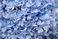 Beautiful blue hydrangeas flower background. Natural color