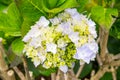 Beautiful blue hydrangeas flower grow on the Azores in Portugal.