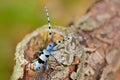 Beautiful blue incest with long feelers. Blue insect. Rosalia Longicorn, Rosalia alpina, in the nature green forest habitat, sitti Royalty Free Stock Photo