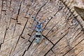 Beautiful blue incest with long feelers. Rosalia Longicorn, Rosalia alpina, in the nature green forest habitat, sitting on the Royalty Free Stock Photo