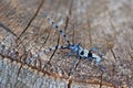 Beautiful blue incest with long feelers. Rosalia Longicorn, Rosalia alpina, in the nature green forest habitat, sitting on the Royalty Free Stock Photo