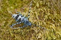 Beautiful blue incest with long feelers. Rosalia Longicorn, Rosalia alpina, in the nature green forest habitat, sitting on the Royalty Free Stock Photo