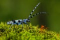 Beautiful blue incest with long feelers, Rosalia Longicorn, Rosalia alpina, in the nature green forest habitat, sitting on the