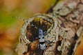 Beautiful blue incest with long feelers, Rosalia Longicorn, Rosalia alpina, in the nature green forest habitat, sitting on the Royalty Free Stock Photo