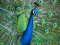 Beautiful blue Indian peacock looking for a mate. Royalty Free Stock Photo