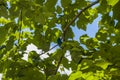 Indigo bunting bird in a tree Royalty Free Stock Photo