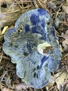 Beautiful Blue Indigo Mushroom Gills - Lactarius indigo - Indigo Milky Caps Royalty Free Stock Photo