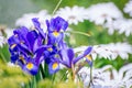 Beautiful blue iris in bloom Royalty Free Stock Photo