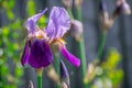 Beautiful blue iris in bloom Royalty Free Stock Photo