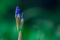 Beautiful blue iris in bloom Royalty Free Stock Photo