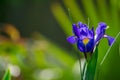 Beautiful blue iris in bloom Royalty Free Stock Photo