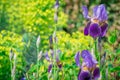 Beautiful blue iris in bloom Royalty Free Stock Photo