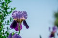 Beautiful blue iris in bloom Royalty Free Stock Photo