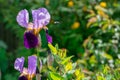 Beautiful blue iris in bloom Royalty Free Stock Photo