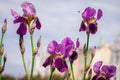 Beautiful blue iris in bloom Royalty Free Stock Photo