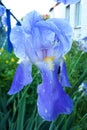 Beautiful Blue Iris. First bloom of the year. Royalty Free Stock Photo