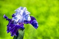 Beautiful Blue Iris. First bloom of the year. Iris takes its name from the Greek word for a rainbow, which is also the name for Royalty Free Stock Photo