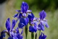 Beautiful blue iris flower.