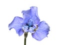 Beautiful blue iris flower with bud, branches and leaves isolated on white background Royalty Free Stock Photo