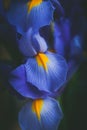 Beautiful blue iris flower close up macro shot shallow dof Royalty Free Stock Photo