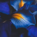 Beautiful blue iris flower close up macro shot shallow dof Royalty Free Stock Photo