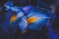 Beautiful blue iris flower close up macro shot shallow dof Royalty Free Stock Photo