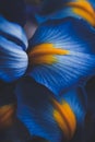 Beautiful blue iris flower close up macro shot shallow dof Royalty Free Stock Photo