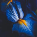 Beautiful blue iris flower close up macro shot shallow dof Royalty Free Stock Photo