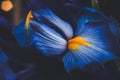 Beautiful blue iris flower close up macro shot shallow dof Royalty Free Stock Photo