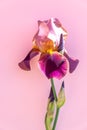 Beautiful blue iris flower on pink background. Summer blossom Royalty Free Stock Photo