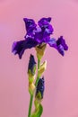 Beautiful blue iris flower on pink background. Summer blossom Royalty Free Stock Photo