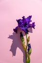 Beautiful blue iris flower on pink background. Summer blossom Royalty Free Stock Photo