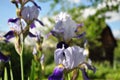 Beautiful blue iris flower in spring. Royalty Free Stock Photo