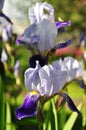 Beautiful blue iris flower in spring. Royalty Free Stock Photo