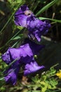 Beautiful blue iris flower