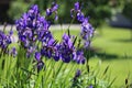 Beautiful blue iris flowers growing in garden, green background. Lot of irises or Iris germanica in Summer. Royalty Free Stock Photo