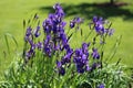 Beautiful blue iris flowers growing in garden, green background. Lot of irises or Iris germanica in Summer. Royalty Free Stock Photo