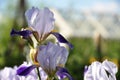 Beautiful blue iris flowers in spring. Royalty Free Stock Photo