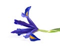 Beautiful blue iris isolated on white Royalty Free Stock Photo