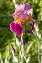 Beautiful blue iris. Summer flower. Royalty Free Stock Photo