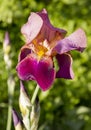 Beautiful blue iris. Summer flower. Royalty Free Stock Photo