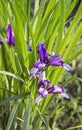 Beautiful blue iris. Summer flower. Royalty Free Stock Photo