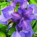 Spring flowers beautiful blue irises in the garden Royalty Free Stock Photo